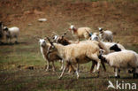 Schaap (Ovis domesticus)