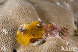 Christmas tree worm (Spirobranchus giganteus)