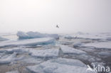 Spitsbergen