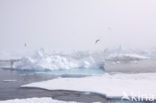 Spitsbergen