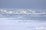 Spitsbergen