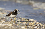 Steenloper (Arenaria interpres)