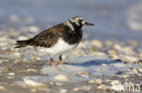 Steenloper (Arenaria interpres)