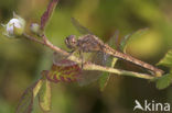 Vagrant Darter (Sympetrum vulgatum)