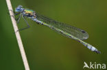 Tangpantserjuffer (Lestes dryas)