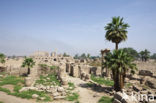 Tempel van Karnak