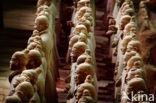 Terracotta Army