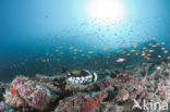 Clown triggerfish (Balistoides conspicillum)