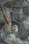 Velduil (Asio flammeus) 