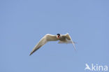 Common Tern (Sterna hirundo)