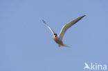 Common Tern (Sterna hirundo)