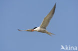 Common Tern (Sterna hirundo)