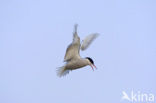 Common Tern (Sterna hirundo)