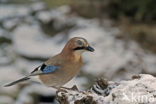 Eurasian Jay (Garrulus glandarius)