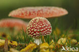 Vliegenzwam (Amanita muscaria)