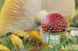 Vliegenzwam (Amanita muscaria)