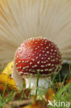 Vliegenzwam (Amanita muscaria)