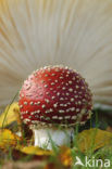 Vliegenzwam (Amanita muscaria)