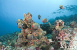 Redtail butterflyfish (Chaetodon collare)