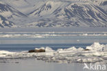 Walrus (Odobenus rosmarus)