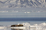 Walrus (Odobenus rosmarus)