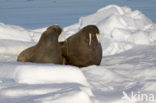 Walrus (Odobenus rosmarus)