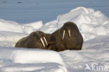 Walrus (Odobenus rosmarus)