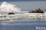 Walrus (Odobenus rosmarus)