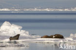 Walrus (Odobenus rosmarus)