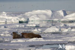 Walrus (Odobenus rosmarus)