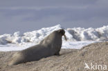 Walrus (Odobenus rosmarus)