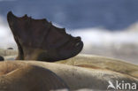 Walrus (Odobenus rosmarus)