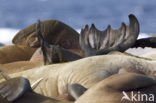 Walrus (Odobenus rosmarus)