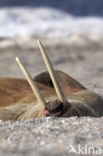 Walrus (Odobenus rosmarus)