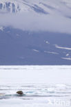 Walrus (Odobenus rosmarus)