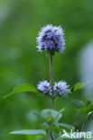 Watermint (Mentha aquatica)