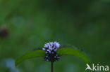 Watermunt (Mentha aquatica)