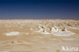 White Desert National Park