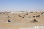 White Desert National Park