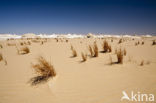 White Desert National Park