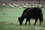 Wild yak (Bos mutus) 