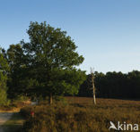 Zomereik (Quercus robur)