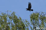 Zwarte Kraai (Corvus corone)