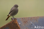 Zwarte Roodstaart (Phoenicurus ochruros)