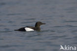 Black Guillemot