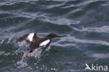 Black Guillemot