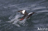 Black Guillemot