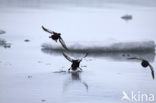 Black Guillemot