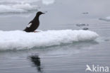 Zwarte Zeekoet (Cepphus grylle)