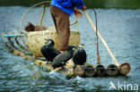 Great Cormorant (Phalacrocorax carbo)